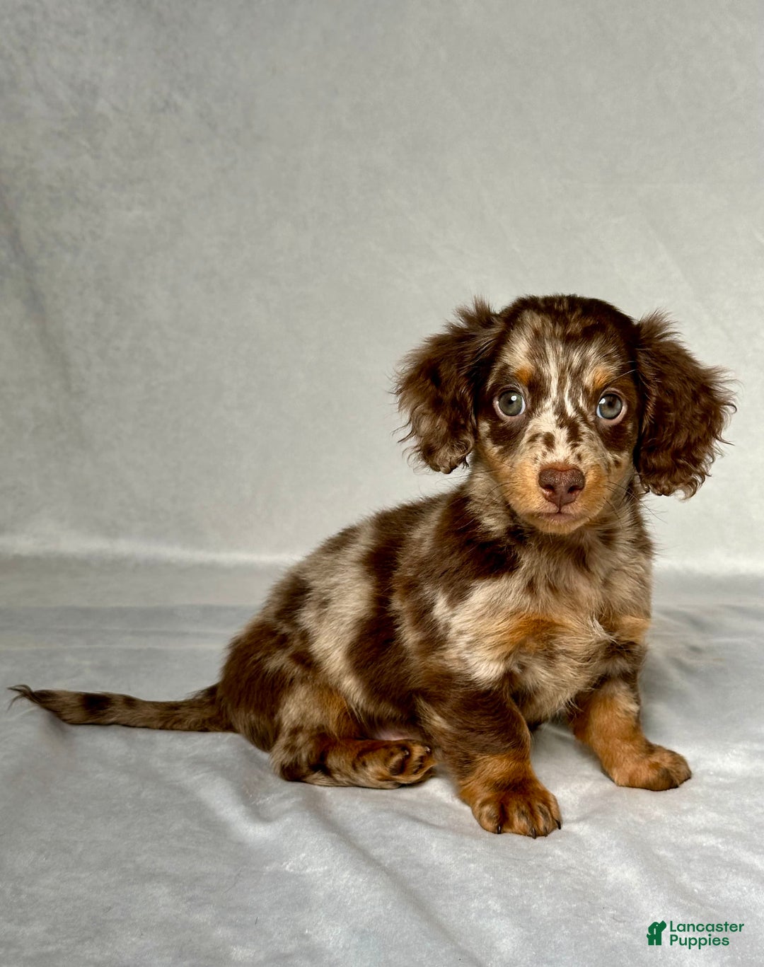 Miniature Dachshund dogs for sale: Miniature Dachshund 3 puppies - Image 2