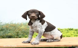 German Shorthaired Pointer dogs for sale: Jones - Image 3