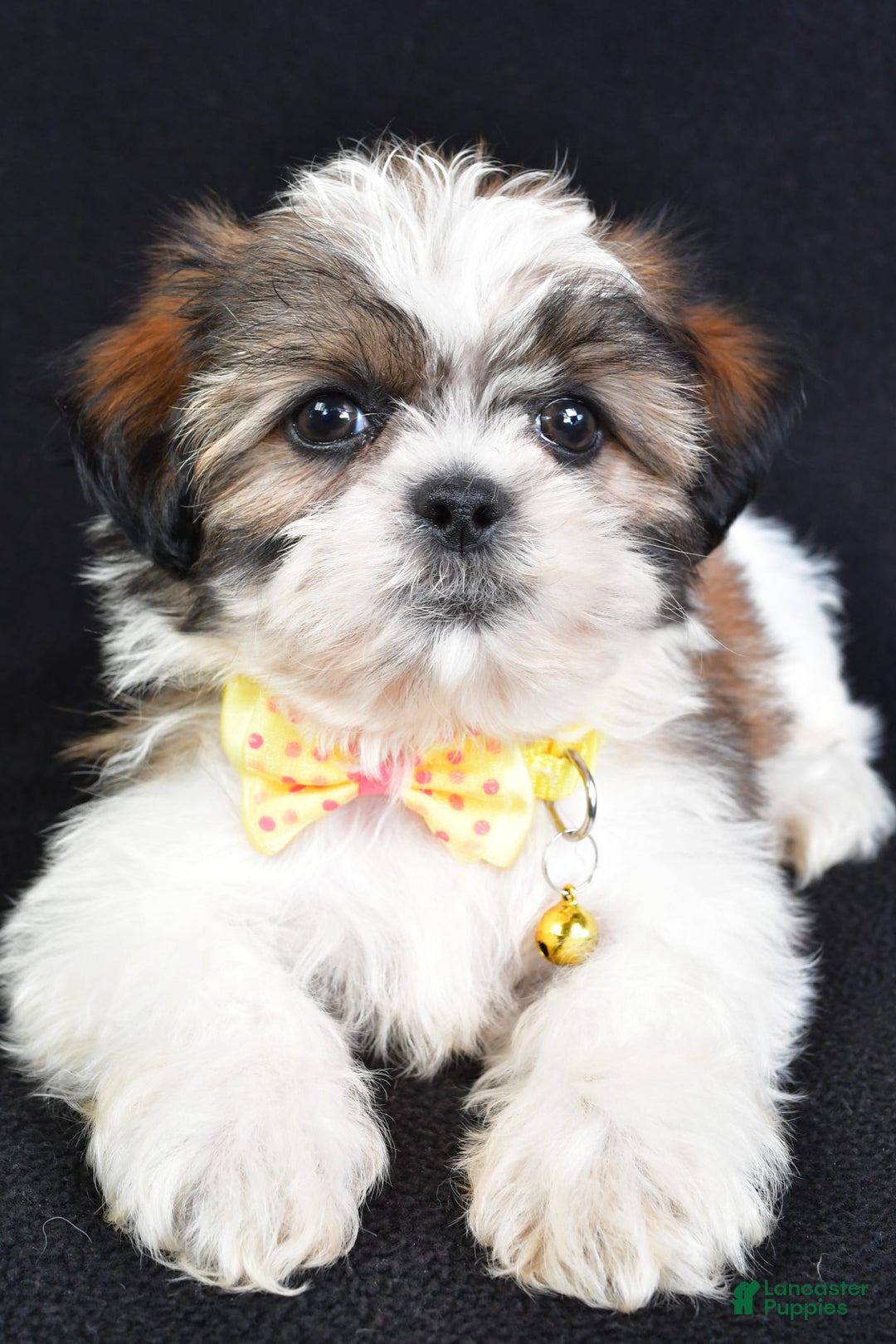 Shih Tzu dogs for sale: Logan - Image 6