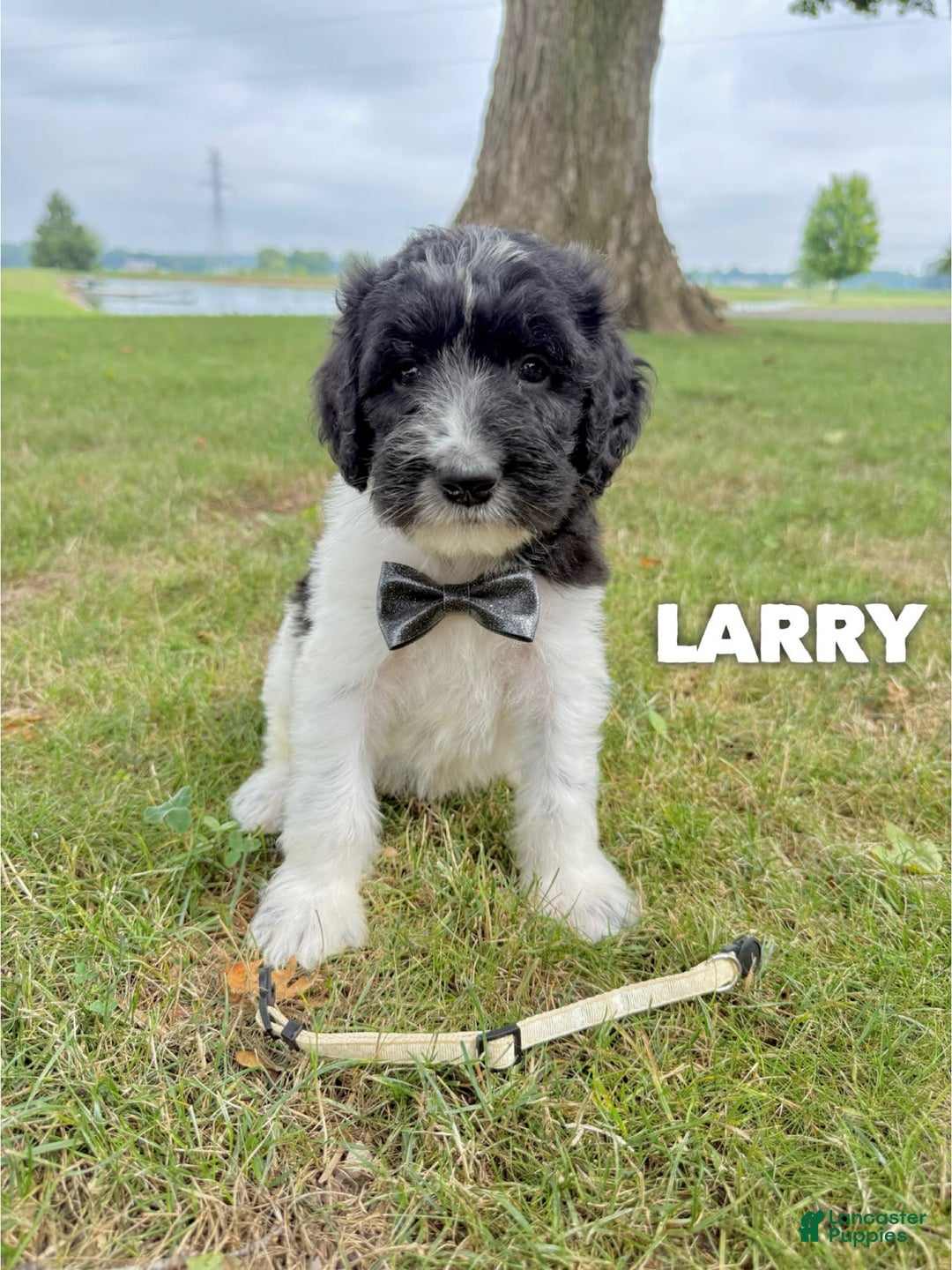 Saint Berdoodles dogs for sale: Larry- Standard F1b - Image 2