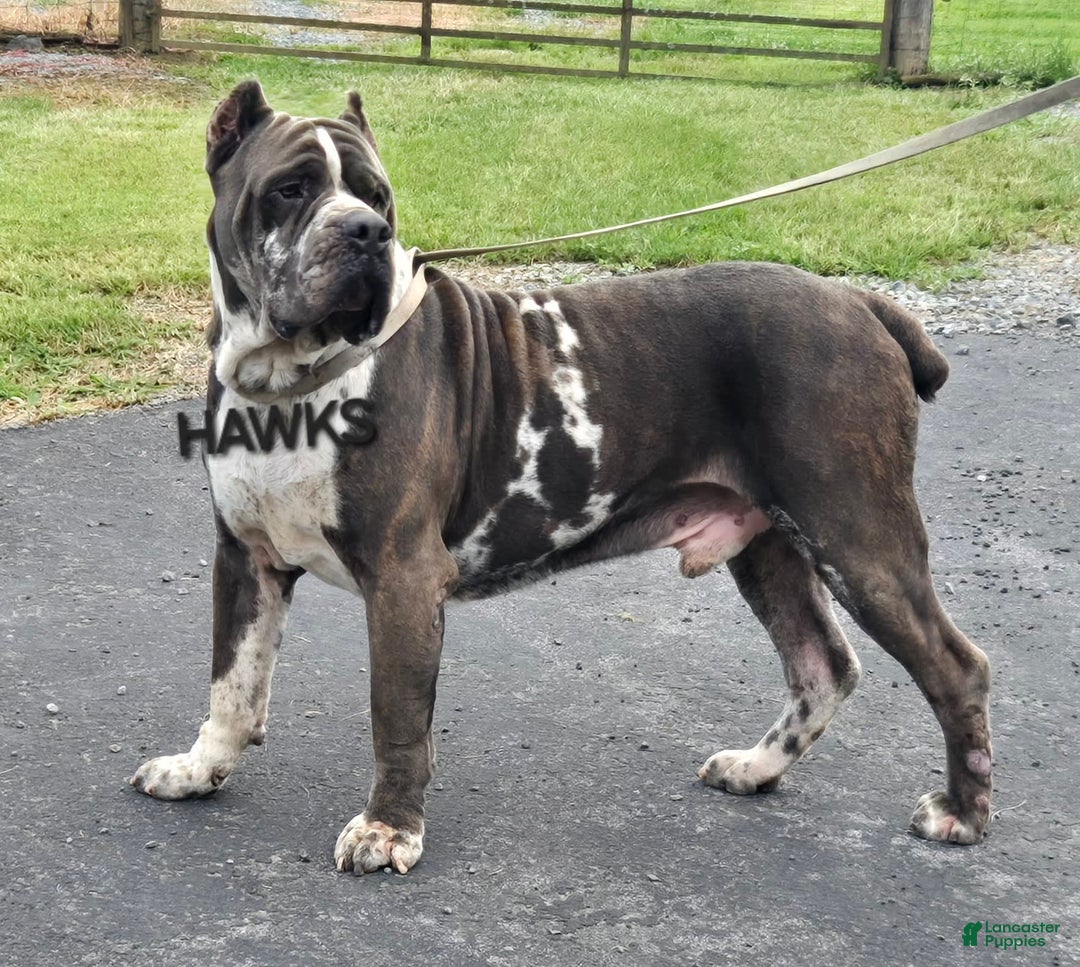 Cane Corso dogs for sale: Hawks Izzy - Image 11