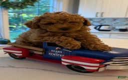 Toy Poodle dogs for sale: Lala - Image 2