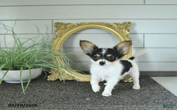 Papillon dogs for sale: Leo - Image 2
