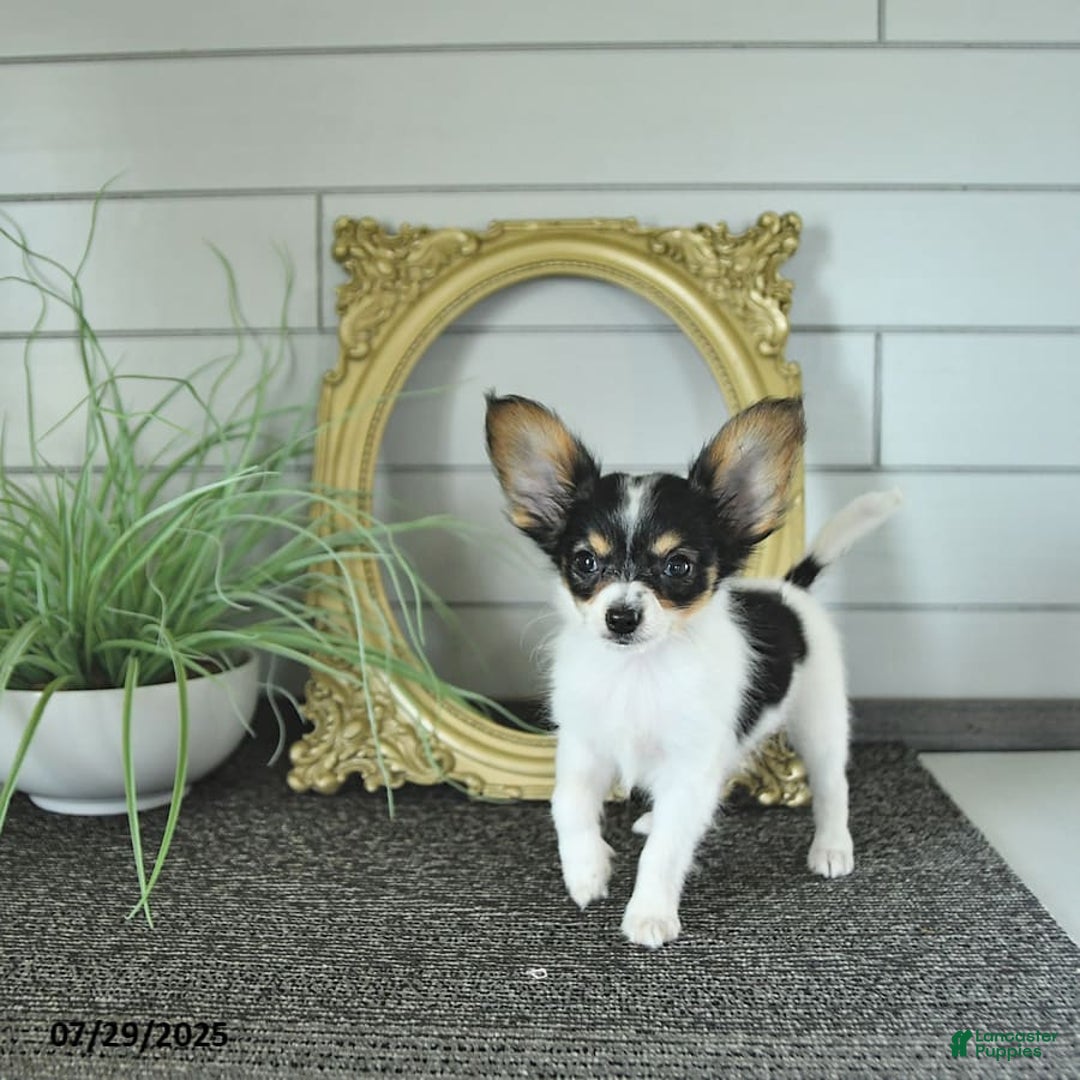 Papillon dogs for sale: Leo - Image 2