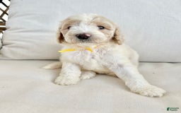 Labradoodle dogs for sale: Tiff - Image 3