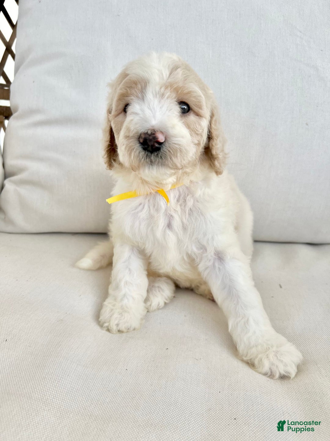 Labradoodle dogs for sale: Tiff - Image 3