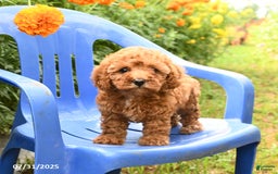 Toy Poodle dogs for sale: Jill - Image 3