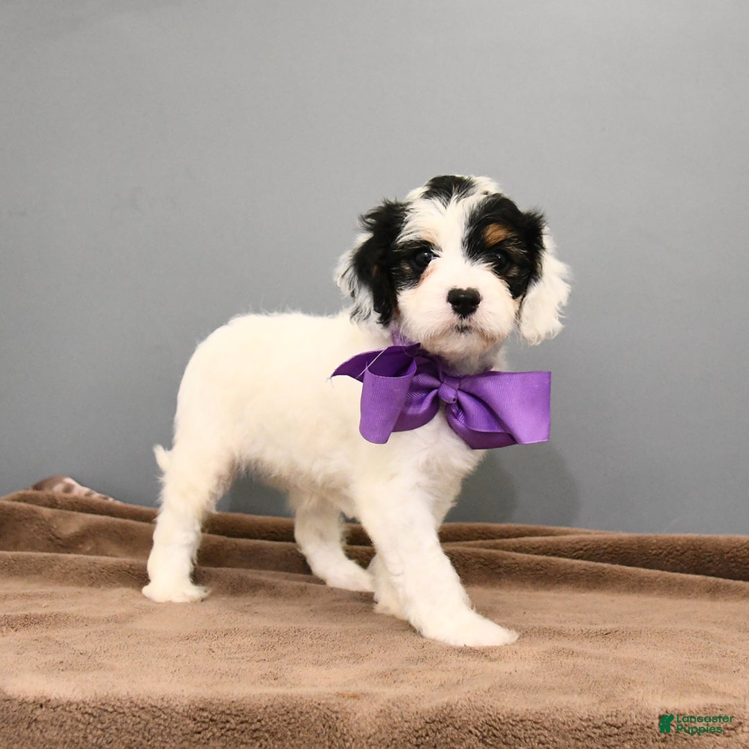Cavapoo dogs for sale: Coconut - Image 5