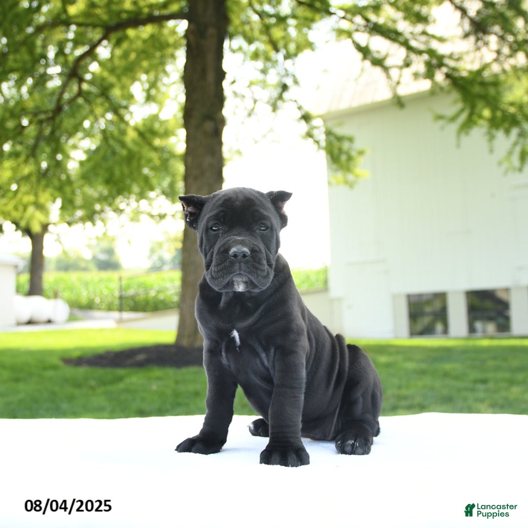 Cane Corso dogs for sale: Lola - Image 1