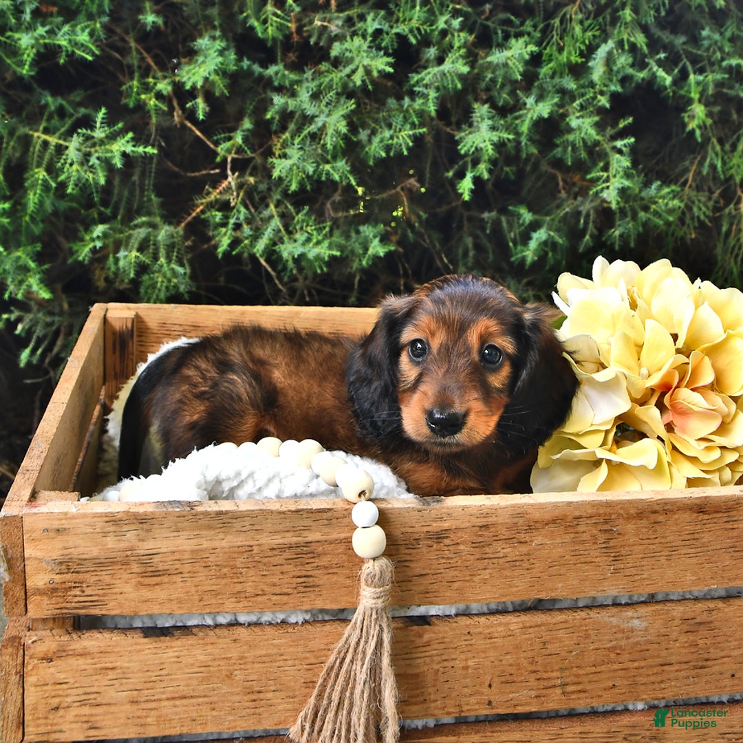 Miniature Dachshund dogs for sale: Dick - Image 8