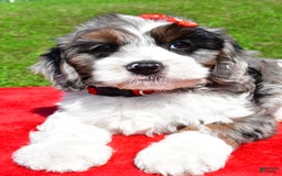 Cavapoo dogs for sale: Cavapoo 4 puppies - Image 13