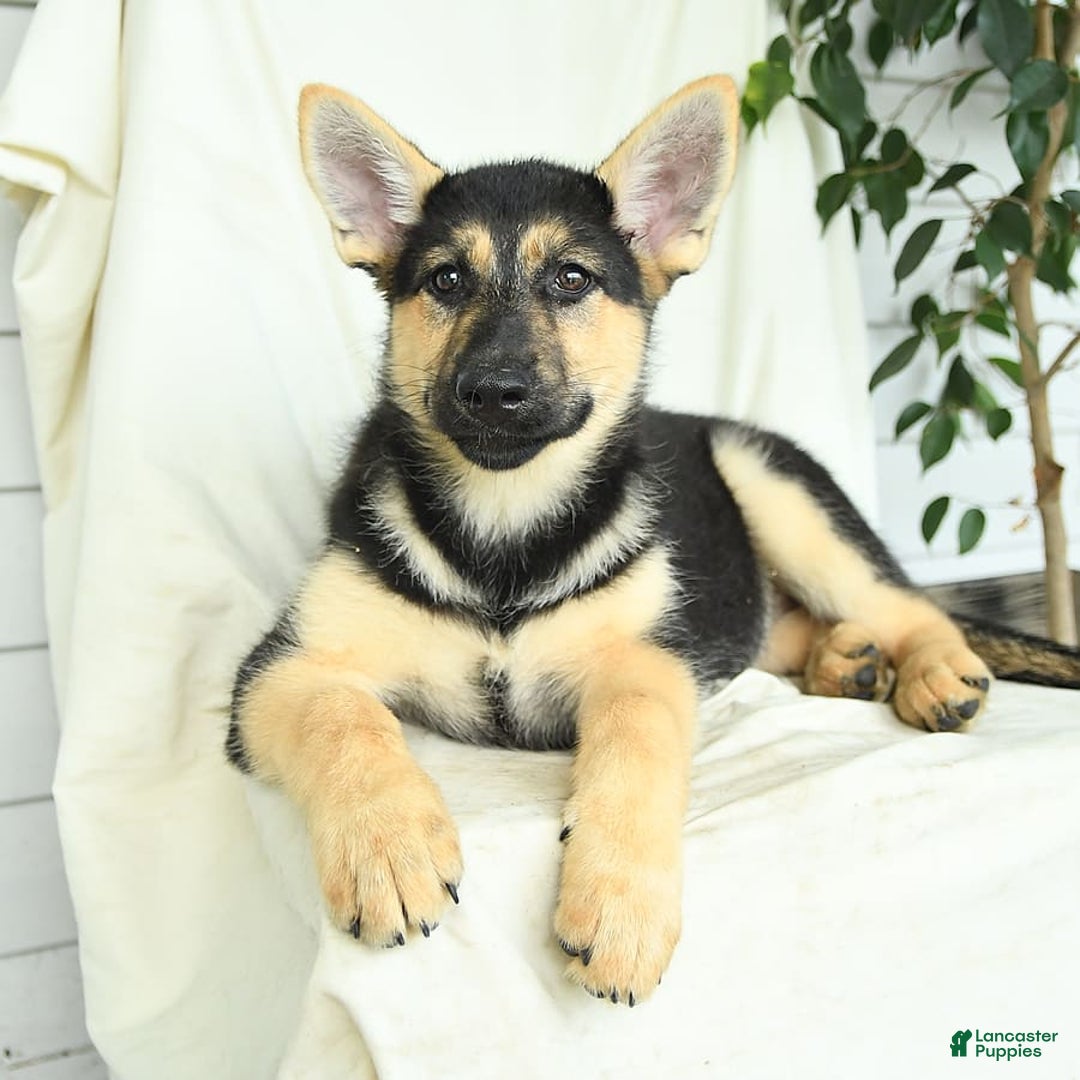 Gerberian Shepsky dogs for sale: Montana - Image 4