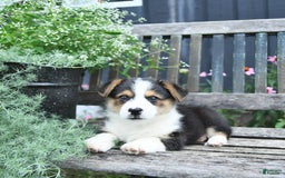 Welsh Corgi Pembroke dogs for sale: Hudson - Image 3