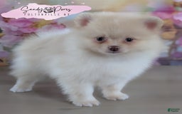 Pomeranian dogs for sale: Sunny - Image 1