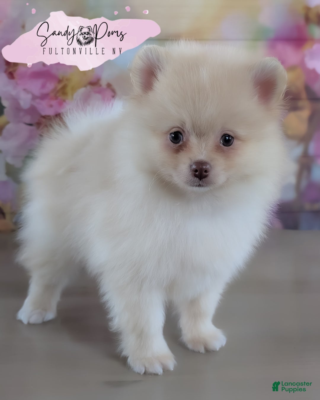 Pomeranian dogs for sale: Sunny - Image 1