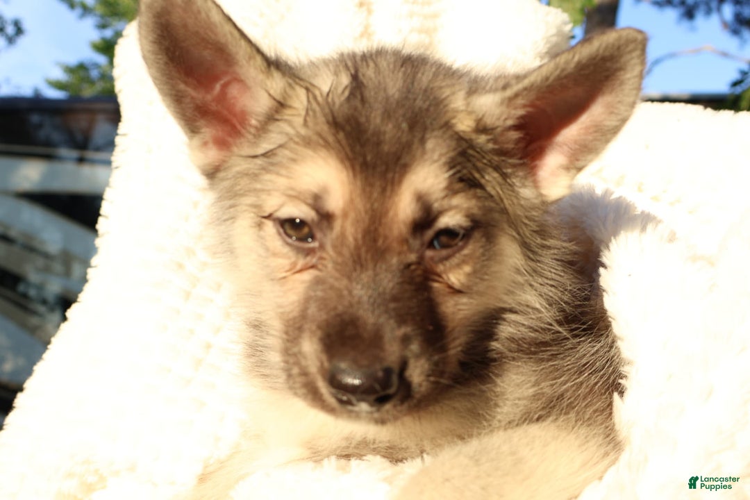 Gerberian Shepsky dogs for sale: Sugar - Image 1