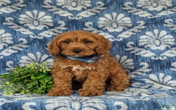 Cockapoo dogs for sale: Fitzgerald - Image 6