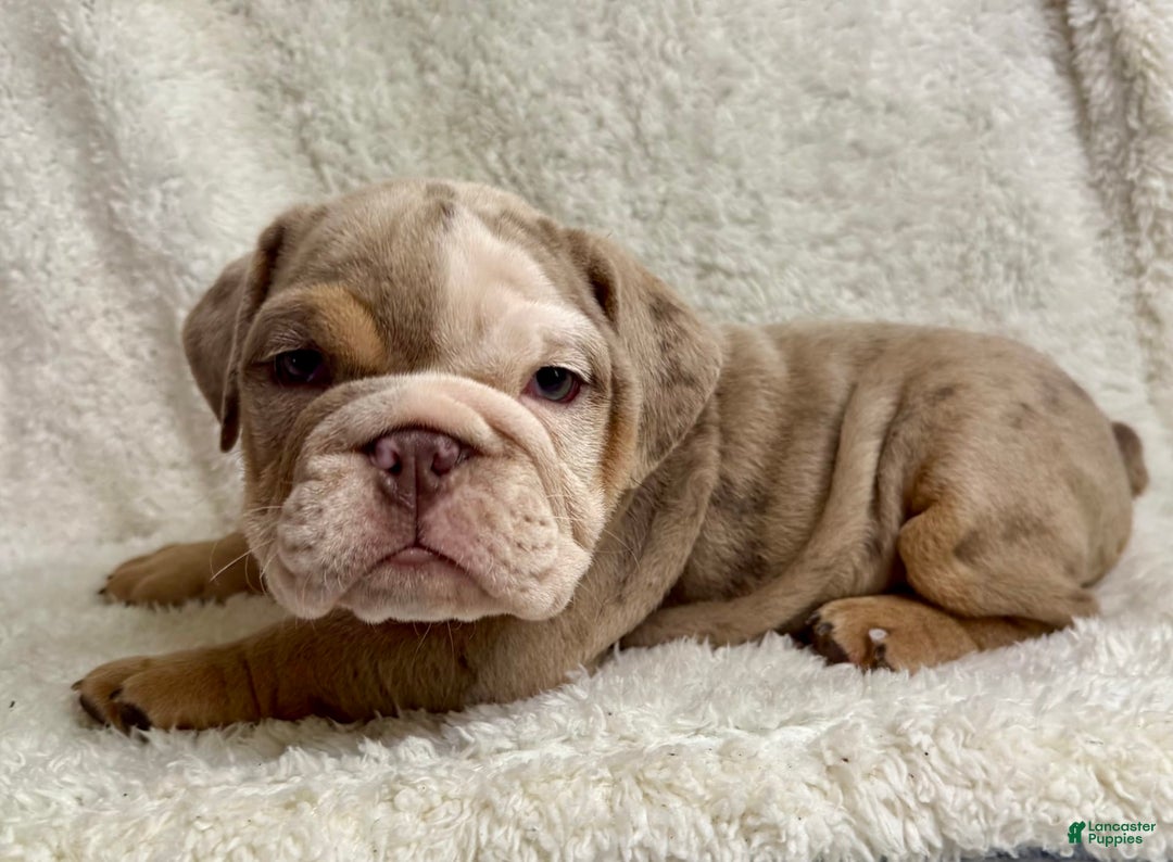 English Bulldog dogs for sale: Mose - Image 1