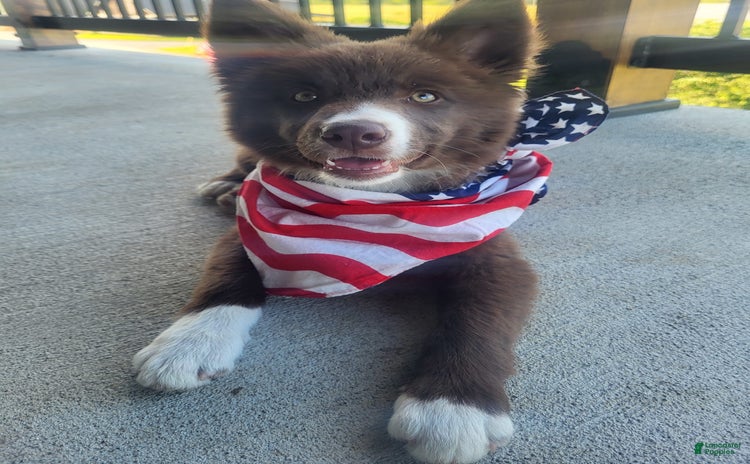 Border Collie dogs for sale - Ad 1