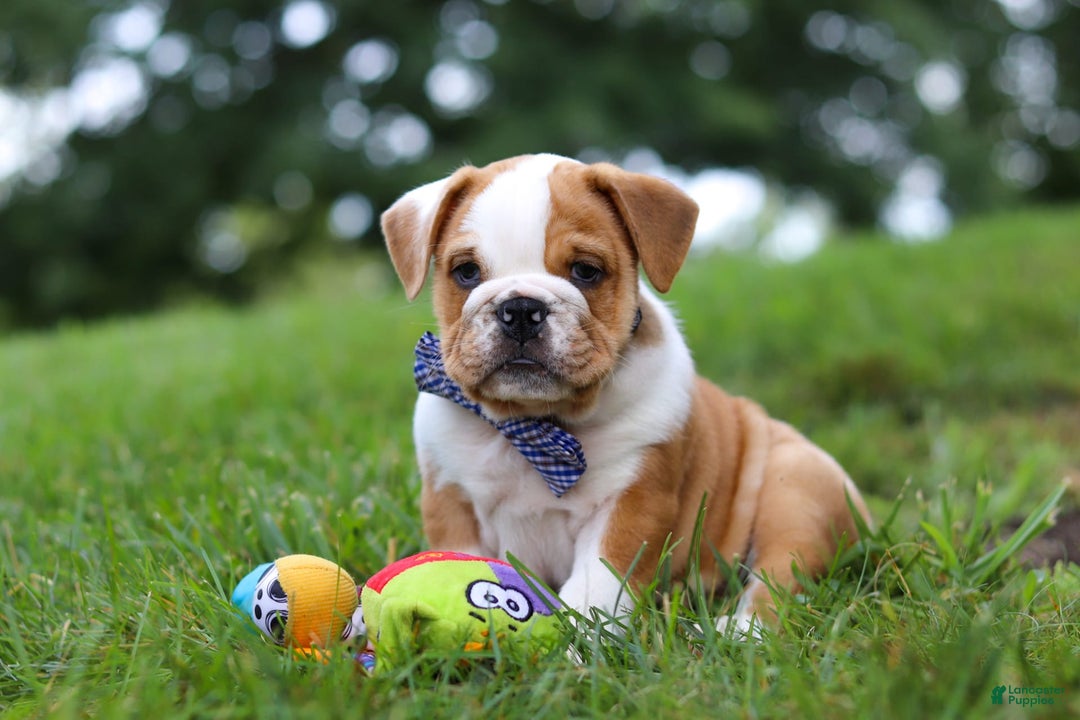 Beabull dogs for sale: Odell - Image 1