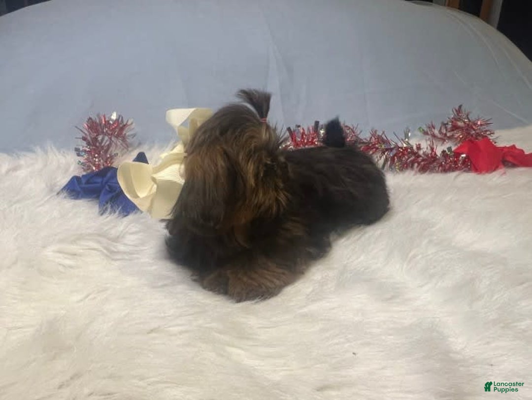 Shih Tzu dogs for sale: Leah - Image 4