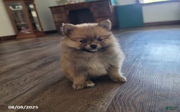 Pomeranian dogs for sale: Teddy - Image 4