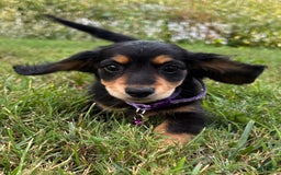 Miniature Dachshund dogs for sale: Olive - Image 1