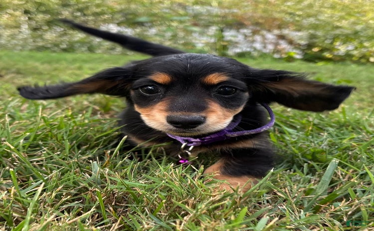 Miniature Dachshund dogs for sale - Ad 2