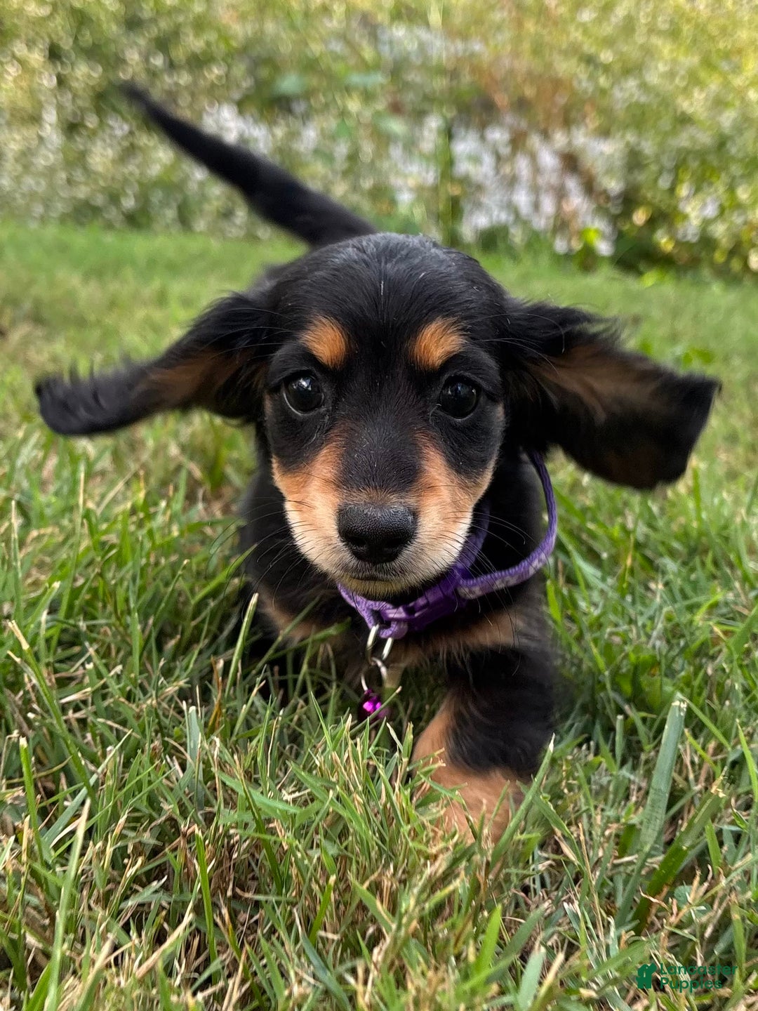 Miniature Dachshund dogs for sale: Olive - Image 1