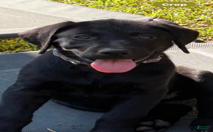 Labrador Retriever dogs for sale - Ad 3