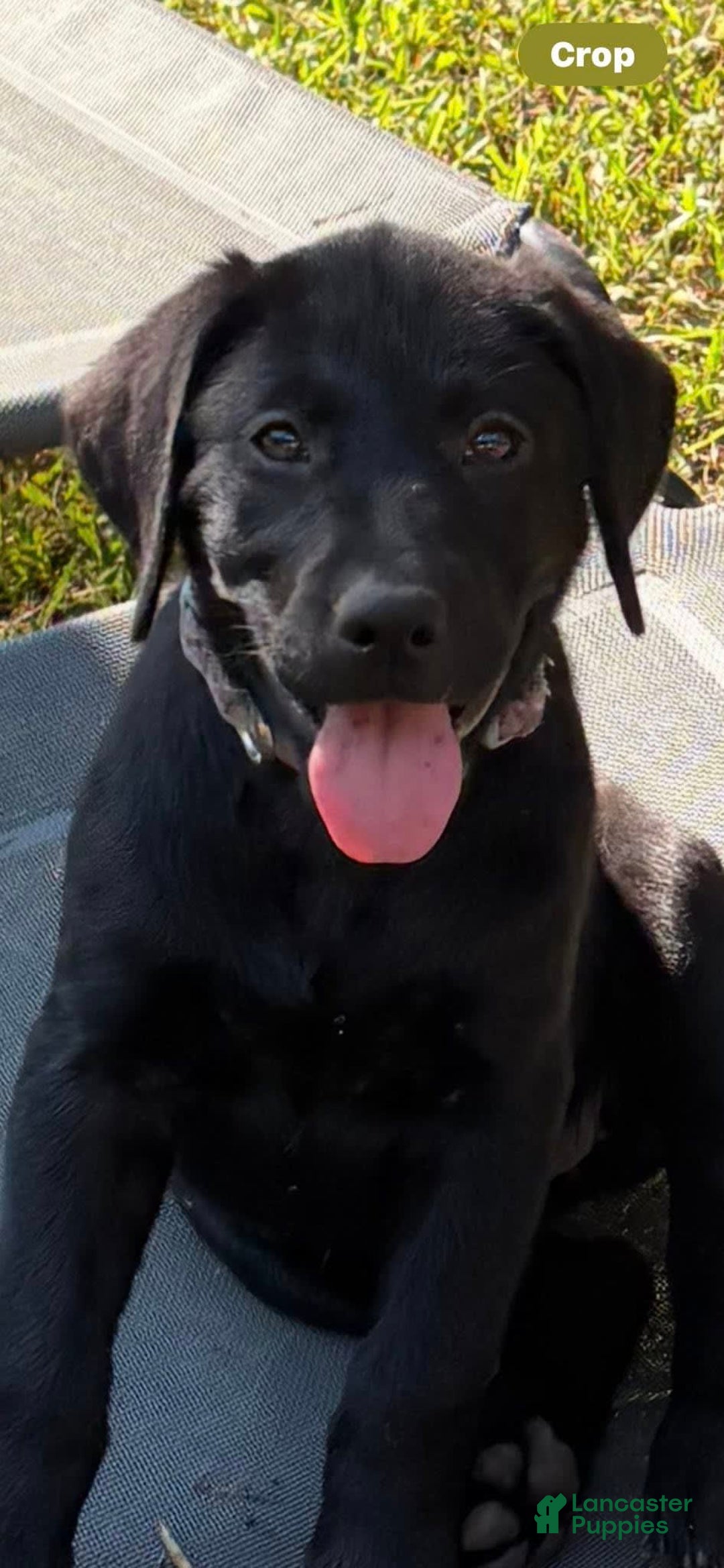 Labrador Retriever dogs for sale: Butter Cup - Image 1