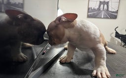 American Bully dogs for sale: Jack - Image 1