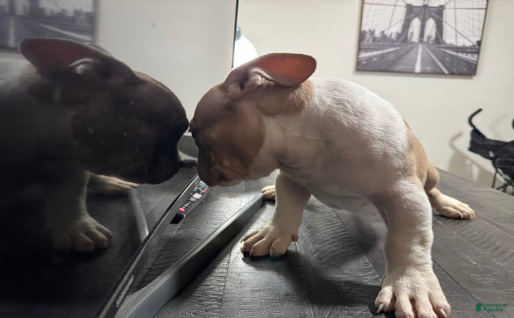 American Bully dogs for sale - Ad 1