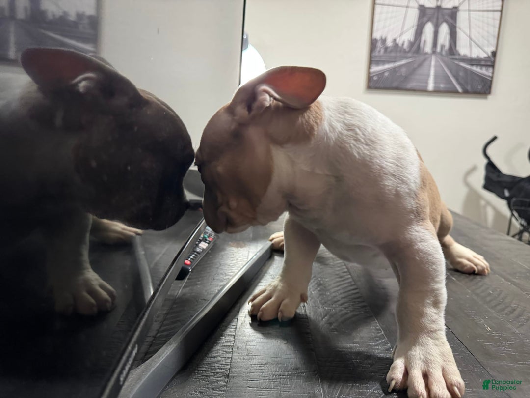 American Bully dogs for sale: Jack - Image 1