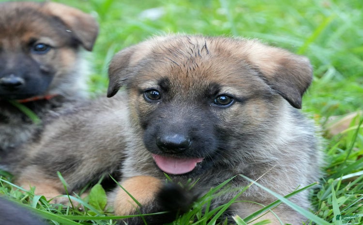 German Shepherd dogs for sale - Ad 3