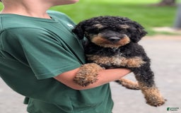 Miniature Poodle dogs for sale: Onyx - Image 4