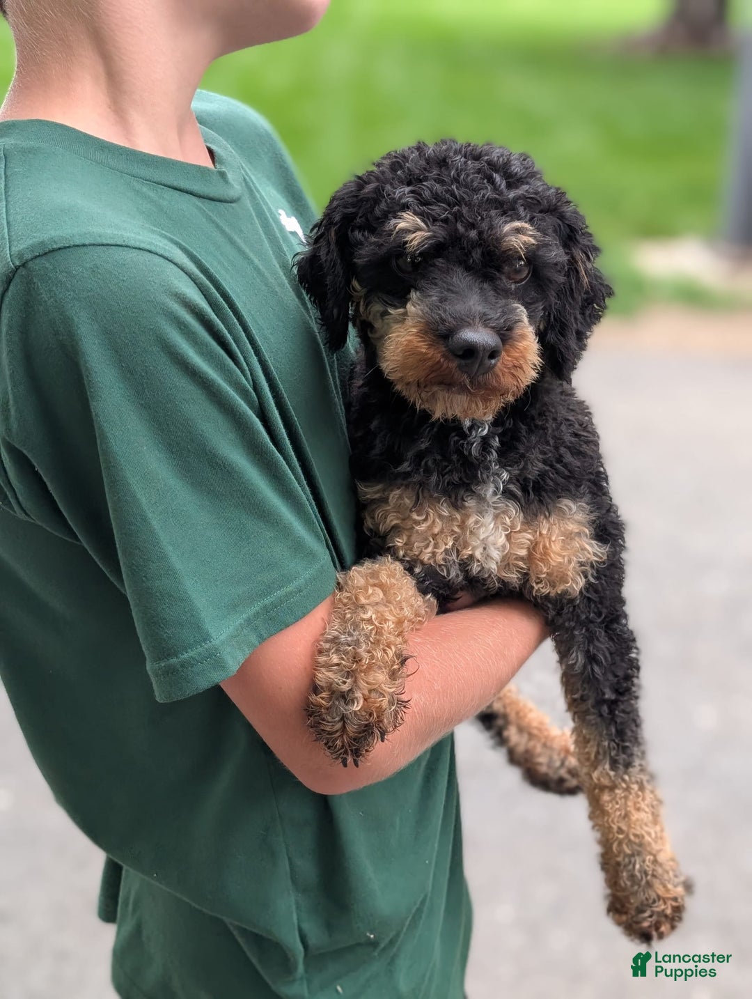 Miniature Poodle dogs for sale: Onyx - Image 4