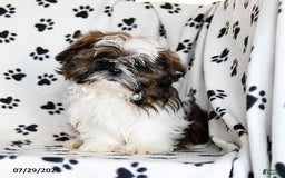 Shih Tzu dogs for sale: Everest - Image 2