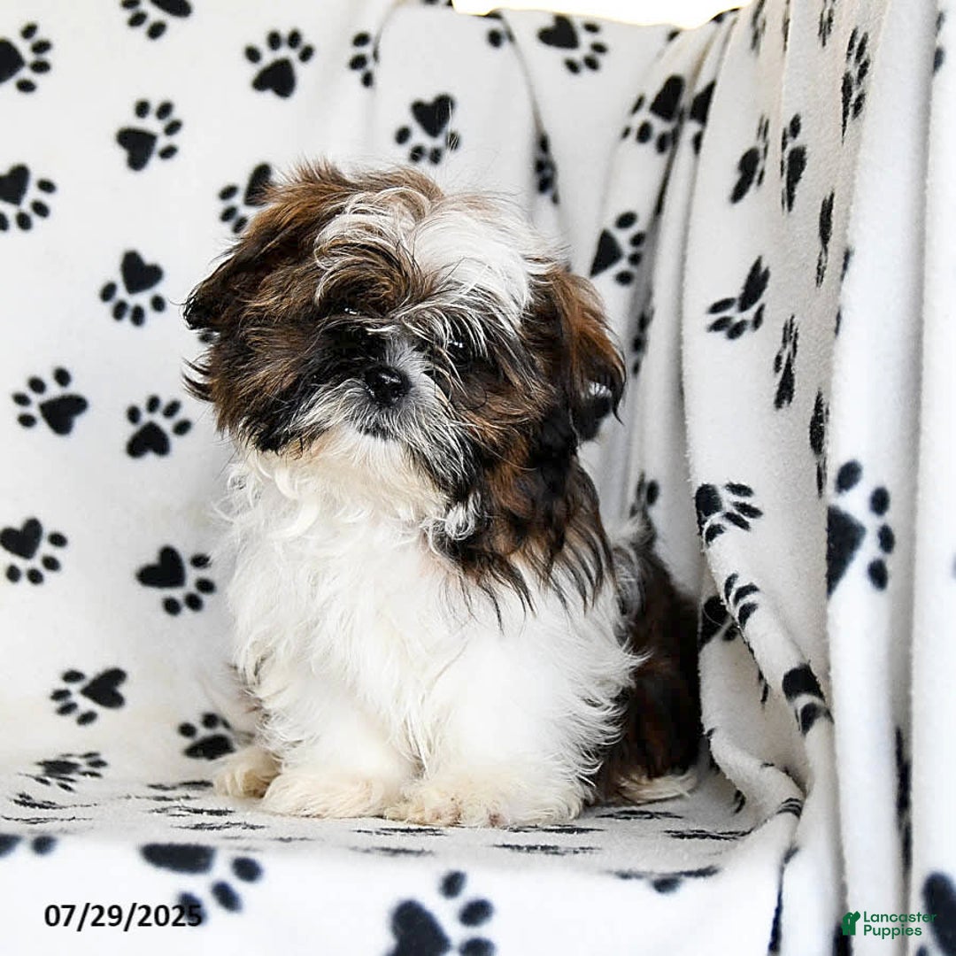Shih Tzu dogs for sale: Everest - Image 2