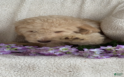 Goldendoodle dogs for sale: Gorgeous Creme Doodle - Image 6