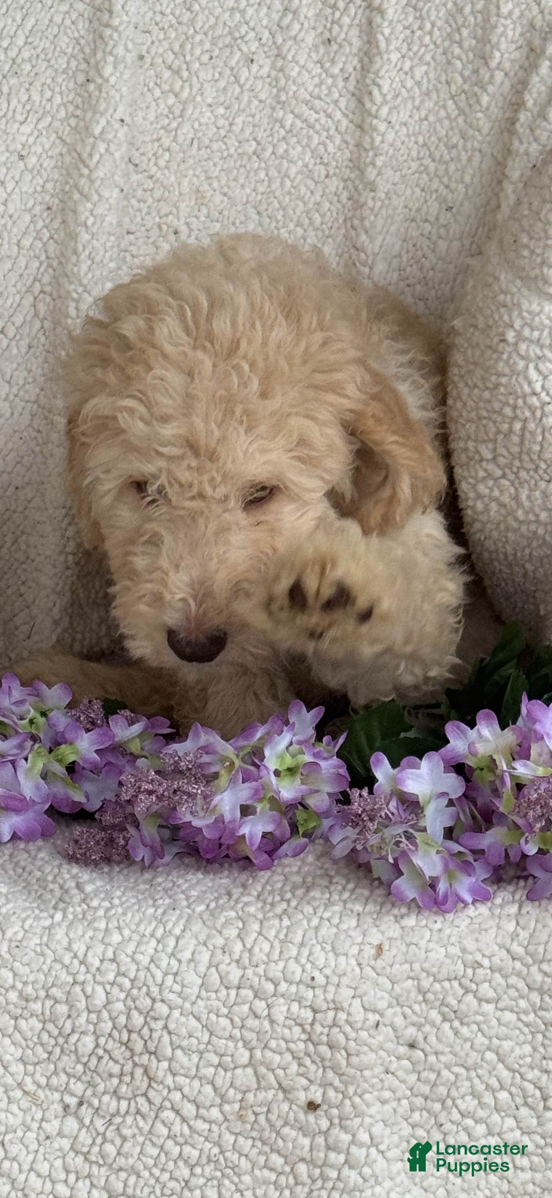 Goldendoodle dogs for sale: Gorgeous Creme Doodle - Image 6