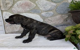 English Mastiff dogs for sale: Bruno - Image 4