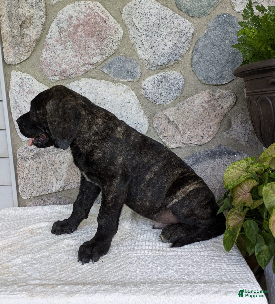 English Mastiff dogs for sale: Bruno - Image 4