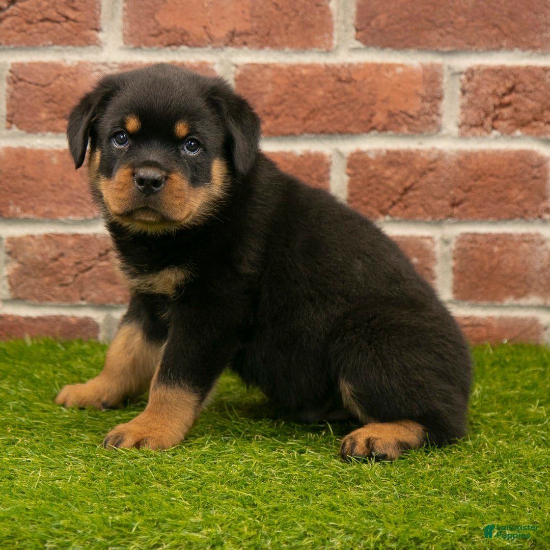Rottweiler dogs for sale: Lightining - Listing for pets: Hunter, Lightining, Elliot, Diesel - Image 2