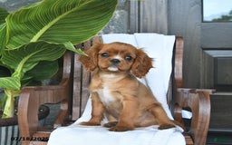 Cavalier King Charles Spaniel dogs for sale: Starlight - Image 9