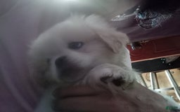Pekingese dogs for sale: Aspen - Image 6