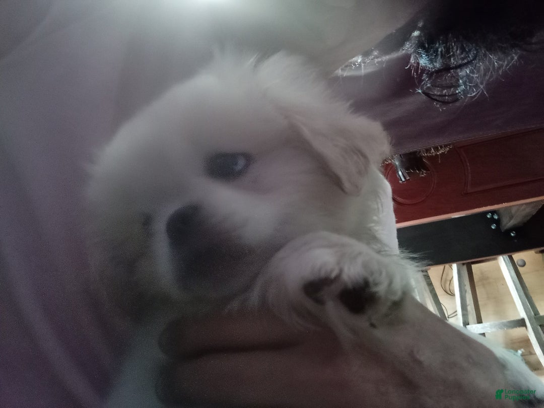 Pekingese dogs for sale: Aspen - Image 6