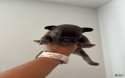 French Bulldog dogs for sale: Rummie - Image 1
