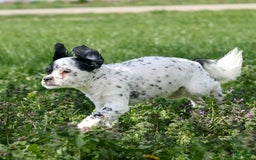 Shihpoo dogs for sale: Benny - Image 7