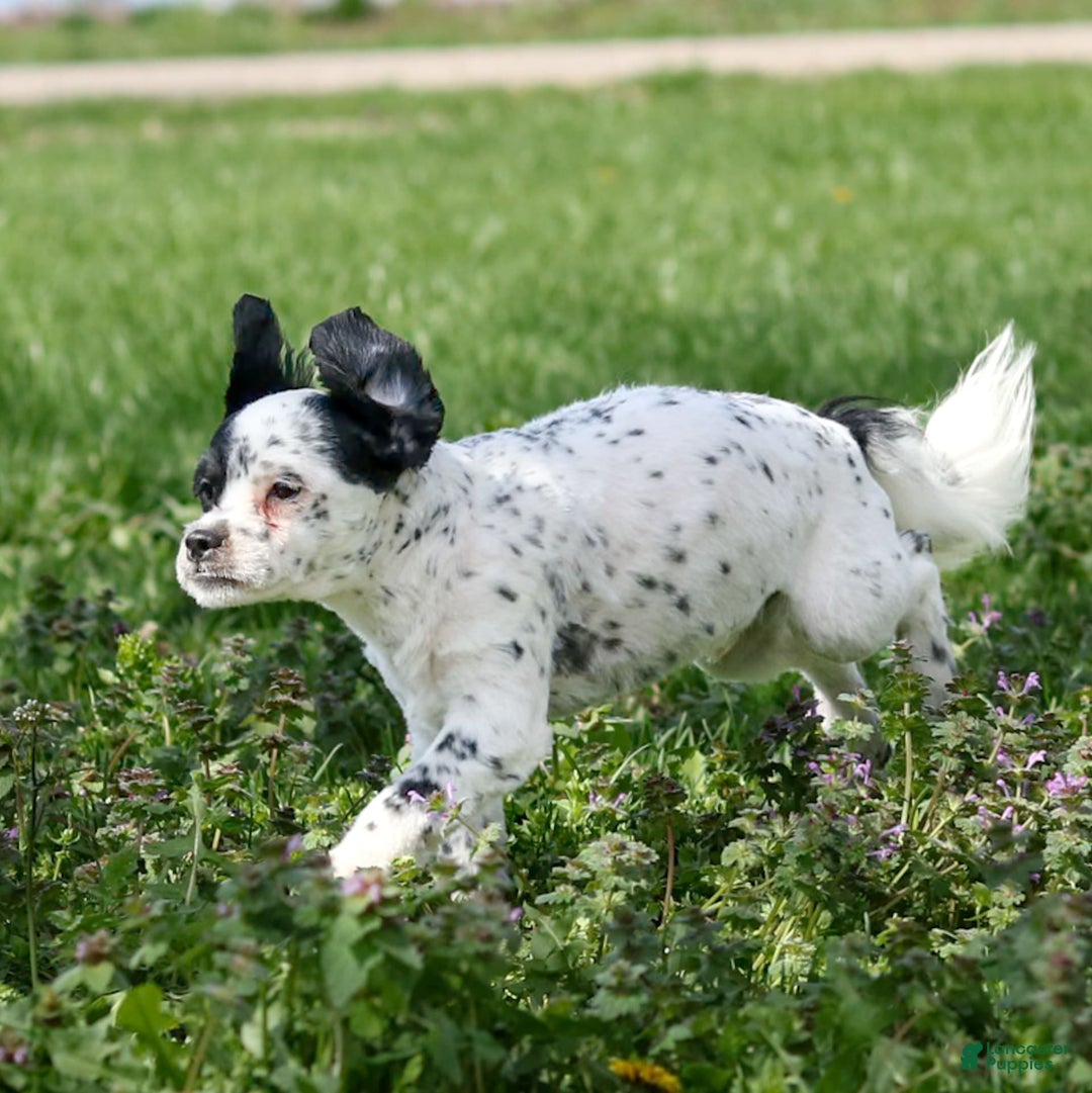 Shihpoo dogs for sale: Benny - Image 7